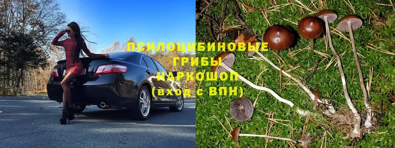 Псилоцибиновые грибы Psilocybine cubensis  где продают   Приволжск 